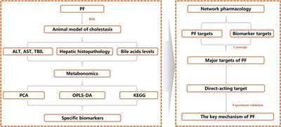 Mechanism of Paeoniflorin in the Treatment of Bile Duct Ligation-Induced Cholestatic Liver Injury Using Integrated Metabolomics and Network Pharmacology